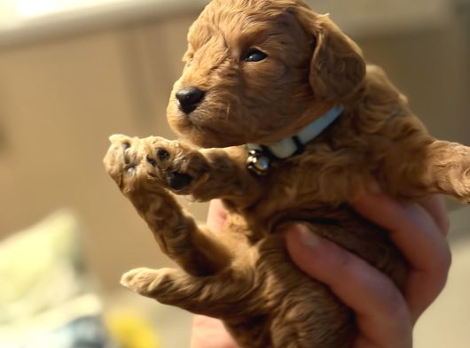 Ücretsiz Toy Pooddle görsel
