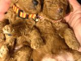 Ücretsiz Toy pooddle