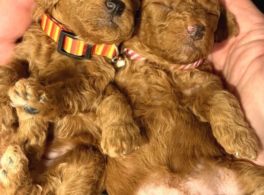 Ücretsiz Toy Pooddle