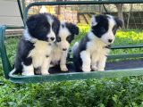 Border Coli̇e Yavrularimiz
