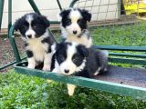 Border Coli̇e Yavrularimiz