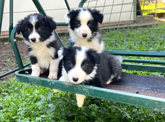 Border Coli̇e Yavrularimiz görsel