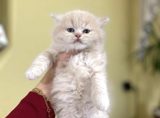 Ayı Surat Golden Erkek