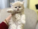 Ayı Surat Golden Erkek