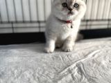 Saf Kan Ayı Surat Blue Point Yavrular