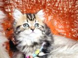 Safkan british longhair minnaklarim