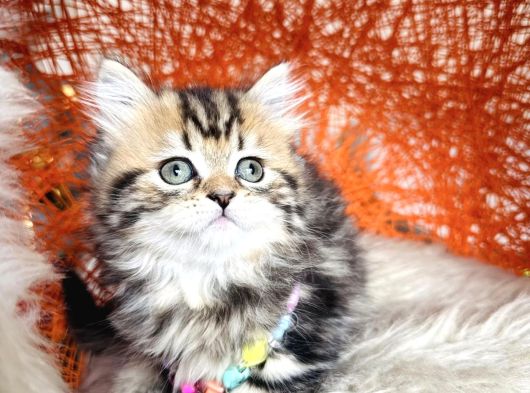 Safkan British Longhair Minnaklarim