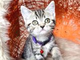 Safkan British Longhair Minnaklarim