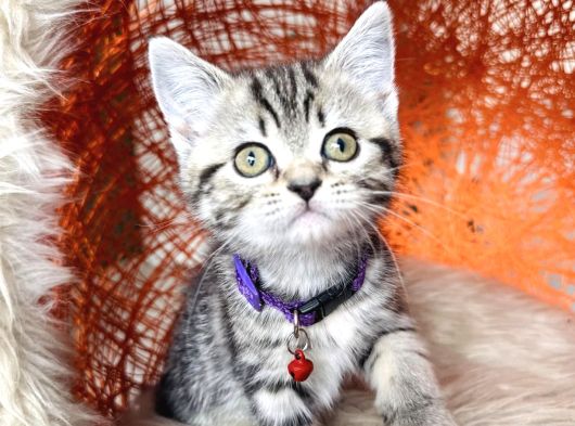 Safkan British Longhair Minnaklarim görsel