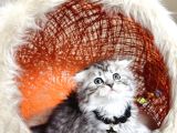 Safkan British Longhair Minnaklarim