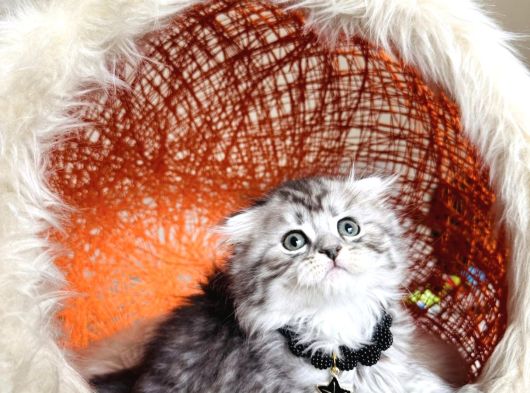 Safkan British Longhair Minnaklarim görsel
