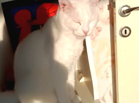 Adana Çukurova Kayıp Kedi Bulana 4000 Tl Verilecektir görsel