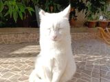Adana Çukurova Kayıp Kedi Bulana 4000 Tl Verilecektir