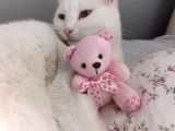 Adana Çukurova kayıp kedi bulana 4000 TL Verilecektir