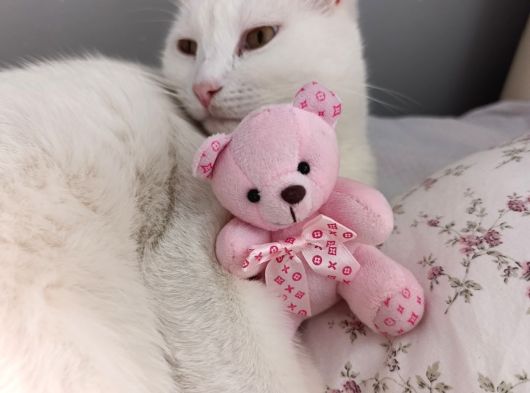 Adana Çukurova Kayıp Kedi Bulana 4000 Tl Verilecektir