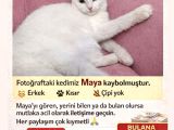 Adana Çukurova Kayıp Kedi Bulana 4000 Tl Verilecektir