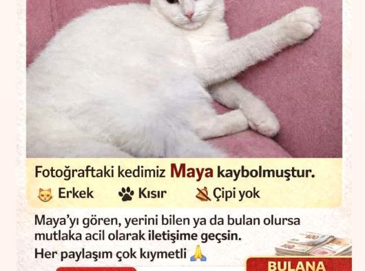 Adana Çukurova Kayıp Kedi Bulana 4000 Tl Verilecektir görsel