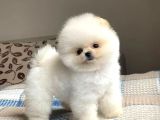 Pomeranian Boo Ayı Surat Yavrular En Iyisini Isteyenlere