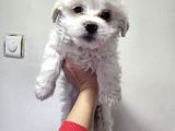 Maltese Terier Minnaklar