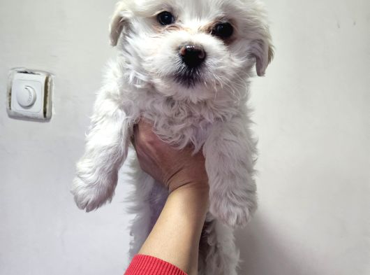 Maltese Terier Minnaklar görsel