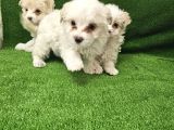 Maltese Terier Minnaklar