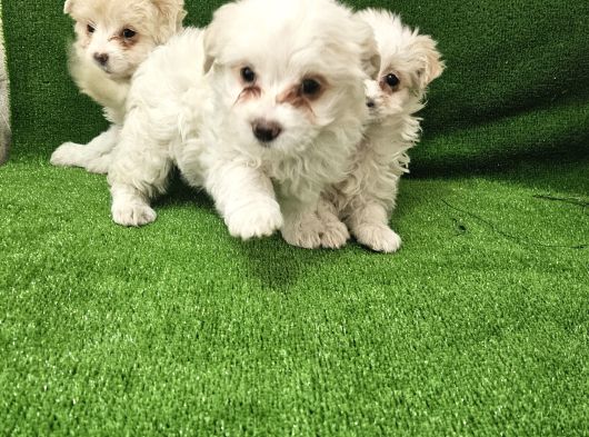 Maltese Terier Minnaklar görsel