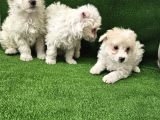 Maltese Terier Minnaklar