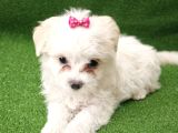 Maltese terier minnaklar
