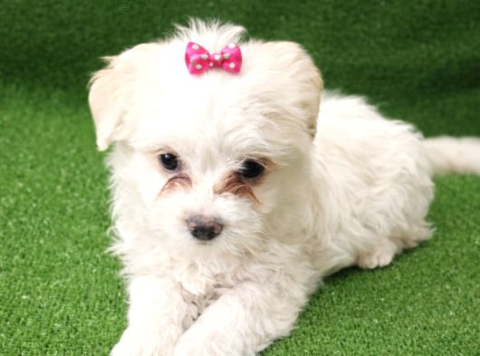 Maltese Terier Minnaklar