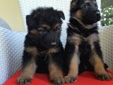A kalite alman kurdu yavrular