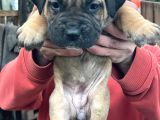 Dev Gibi Cane Corso Lar En Özeli