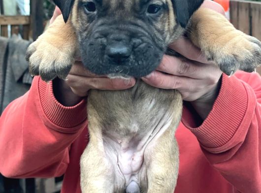Dev Gibi Cane Corso Lar En Özeli görsel