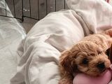 A Kalite Maltipoo Bebekler