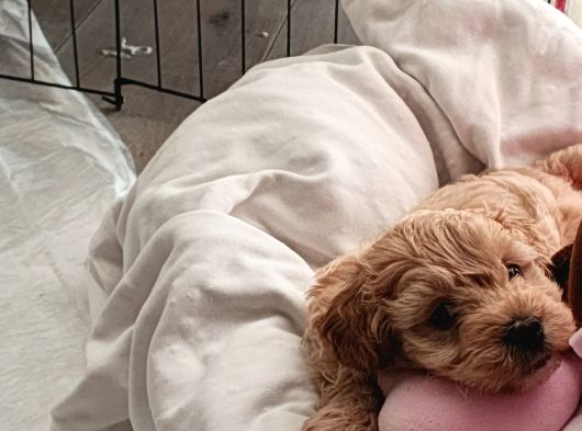 A Kalite Maltipoo Bebekler görsel