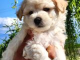 A Kalite Maltipoo Bebekler