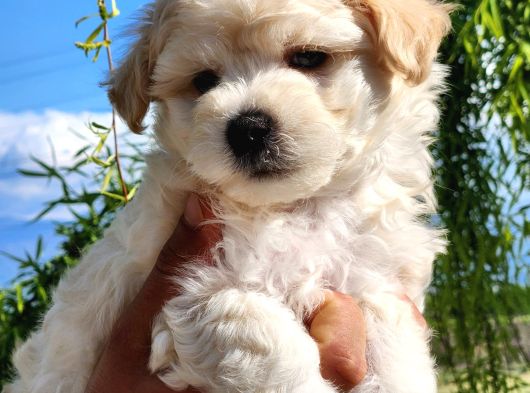A Kalite Maltipoo Bebekler görsel