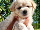 A Kalite Maltipoo Bebekler