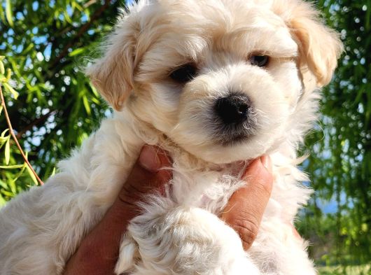 A Kalite Maltipoo Bebekler görsel