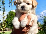 A Kalite Maltipoo Bebekler