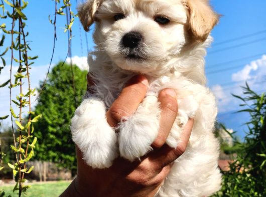 A Kalite Maltipoo Bebekler görsel