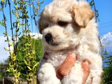 A Kalite maltipoo bebekler