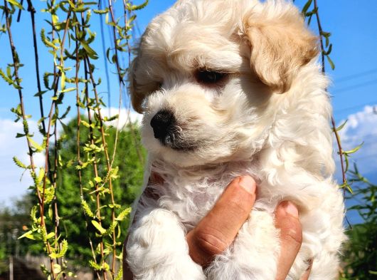 A Kalite Maltipoo Bebekler