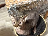 2yaşında sphynx