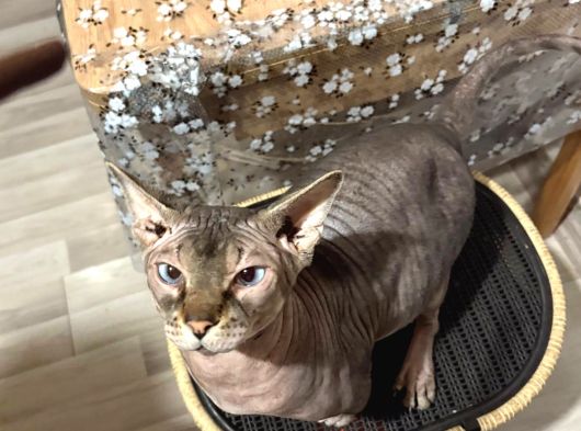 2Yaşında Sphynx