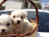 Maltese Terrier TeaCup Sıfır Numara Ev Doğumlu Bebeklerim