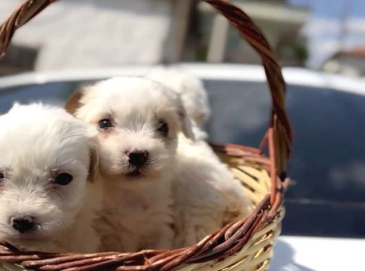 Maltese Terrier Teacup Sıfır Numara Ev Doğumlu Bebeklerim