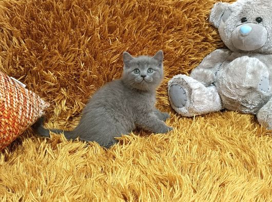 Kusursuz Brti̇sh Shorthai̇r görsel
