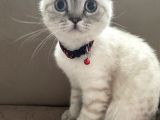 Scottish Fold Beyaz Renk Mavi Gözlü