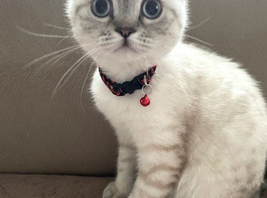 Scottish Fold Beyaz Renk Mavi Gözlü görsel