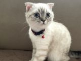 Scottish fold beyaz renk mavi gözlü
